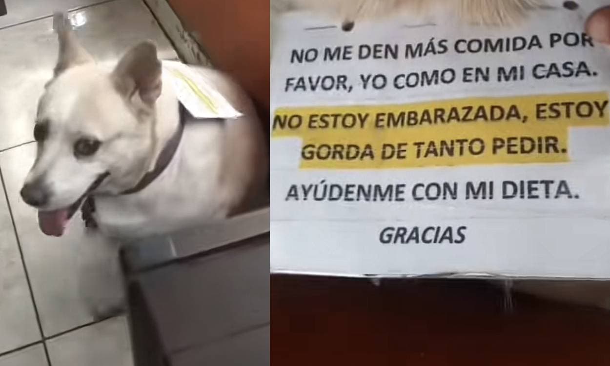 Viral: Joven pone letrero a su perrita para que ya no le den de comer