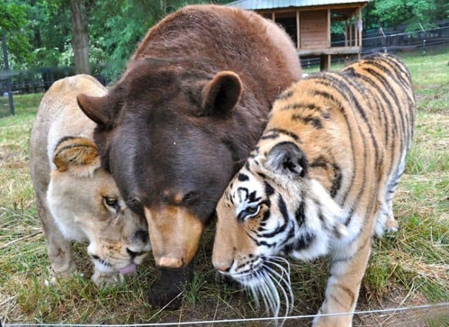 Esta fue la única vez que se separaron. Desde entonces, estos amigos han pasado todos sus días juntos.